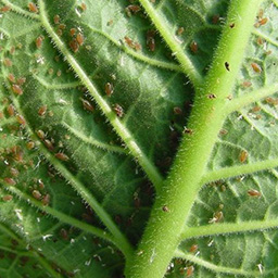 Insecticides